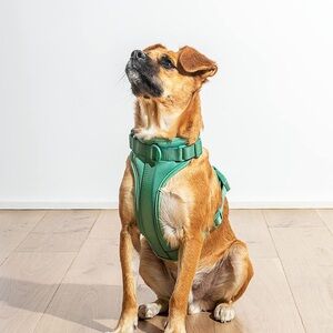 Wild One Dog Harness in Spruce — Sz Medium